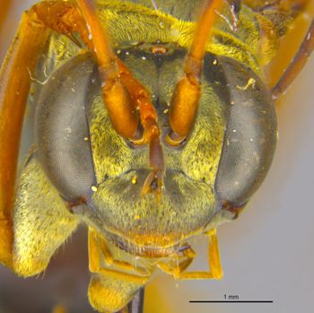 Media type: image;   Entomology 26619 Aspect: head frontal view